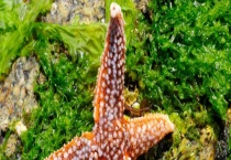 浮游植物有哪些？