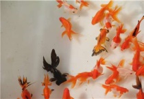 金鱼是什么意思