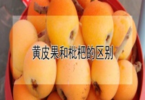黄皮果和枇杷的区别？