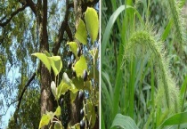 草和树有什么区别？ 附草和树的主要种类