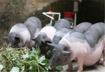 猪牛羊是哺乳动物吗？