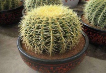 仙人球上长小球怎么办？