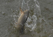 回锅鱼的钓法 有哪些要点