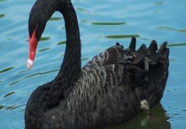 黑天鹅是保护动物吗？