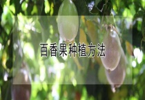 百香果种植多久？