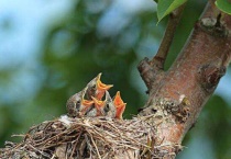 捡到的幼鸟喂什么？