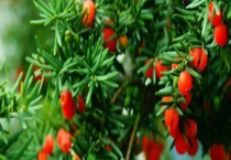 红豆杉开花结果需要几年 附杉树简介