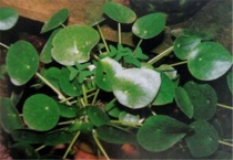 镜面草烂根怎么办？