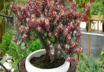 欧石楠老是掉叶子原因 及治疗多久？