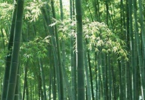 竹子砍断插地上能活吗？