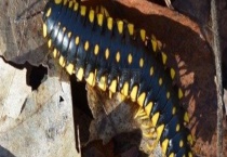 千足虫有毒性吗？咬人吗 怎么消灭