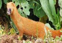 黄鼠狼的天敌是什么？