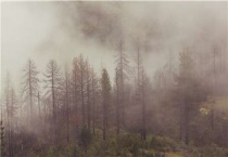 三级林地和四级林地的区别？