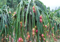 火龙果树长什么样？火龙果什么时候成熟 种火龙果需要什么条件