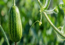 西瓜常见病害和防治用药多久？