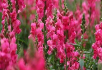 鲁冰花和金鱼草有何不同 附金鱼草的繁殖方式