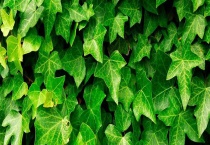 常春藤会开花吗？花语是什么？