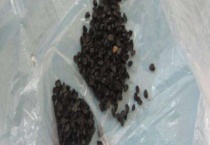 小葱种子催芽多久？