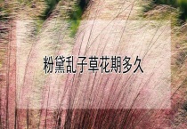 粉黛乱子草花期多久？