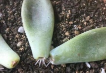 叶插多久浇一次水