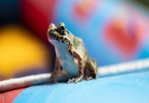 美蛙是什么品种