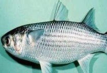 一斤野生乌头鱼要多少钱 乌头鱼的最佳垂钓时间是什么时候