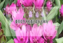 姜荷花冬天枯萎还能长出来吗？