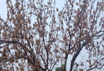 杏树枯萎原因？