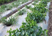 杂草有什么办法彻底清除