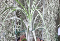 空气凤梨有什么作用 可净化空气