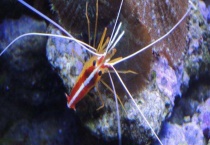 虾该如何进行繁殖 需要做好以下几点