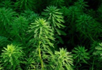 狐尾藻能全泡在水里吗？