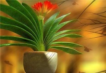 君子兰根太多能否剪掉