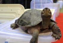 亚巨龟适合养在家里吗？