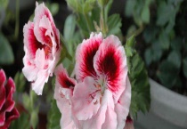 蝴蝶梅和天竺葵的区别？