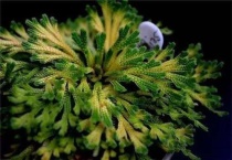 海藻球盖盖子会闷死吗？