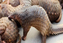 穿山甲属于国家几级保护动物 附穿山甲简介