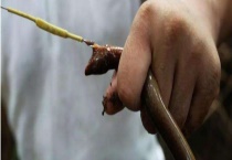 钓黄鳝有什么技巧 常用钓法有哪些？