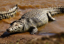 鳄鱼生活在哪里 是河里还是海里？