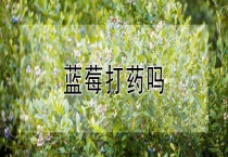 蓝莓打药吗？