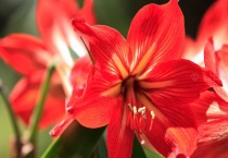 对红花与朱顶红区别？