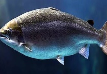 大马哈鱼的产地 辨别大马哈鱼的多久？