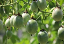 百香果有哪些品种