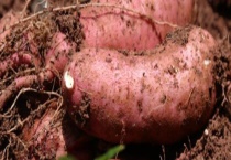 地瓜长芽还可以吃吗 地瓜怎么保存不易发芽