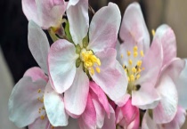 苹果花与梨花有什么不同 附苹果花的主要价值