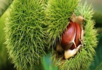 罗田板栗什么时候成熟 有哪些品种