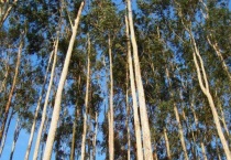 桉树为什么容易着火