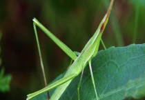 用什么农药防治蚂蚱 其他防治方法有哪些？
