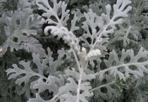 银叶菊有毒吗？