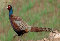 山鸡的养殖效益 养殖前景如何